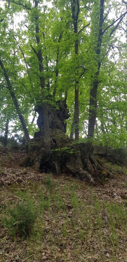 Casa Rural Rincon El Cabaco Dış mekan fotoğraf